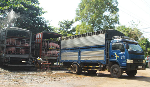 Trung Quốc mua gom lợn, người dân nên thận trọng